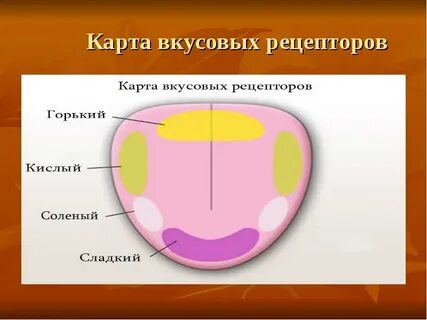 Язык рецепторы сладкого