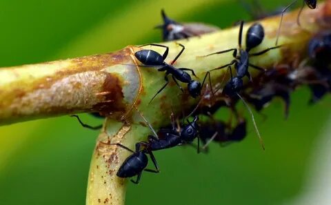 Black ant муравьи