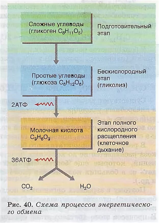 Кислородный бескислородный этап энергетического обмена