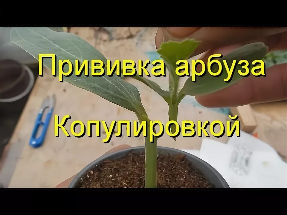 Прививка арбуза видео. Прививка арбуза видео. Привитой арбуз. Привить арбуз на лагенарию. Привитой арбуз.