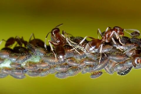 Super ant