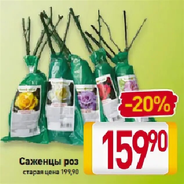 Акция на розы. Акция саженцы розы. Скидка на розы 20 %. Скидка на саженцы. Монетка с розой.