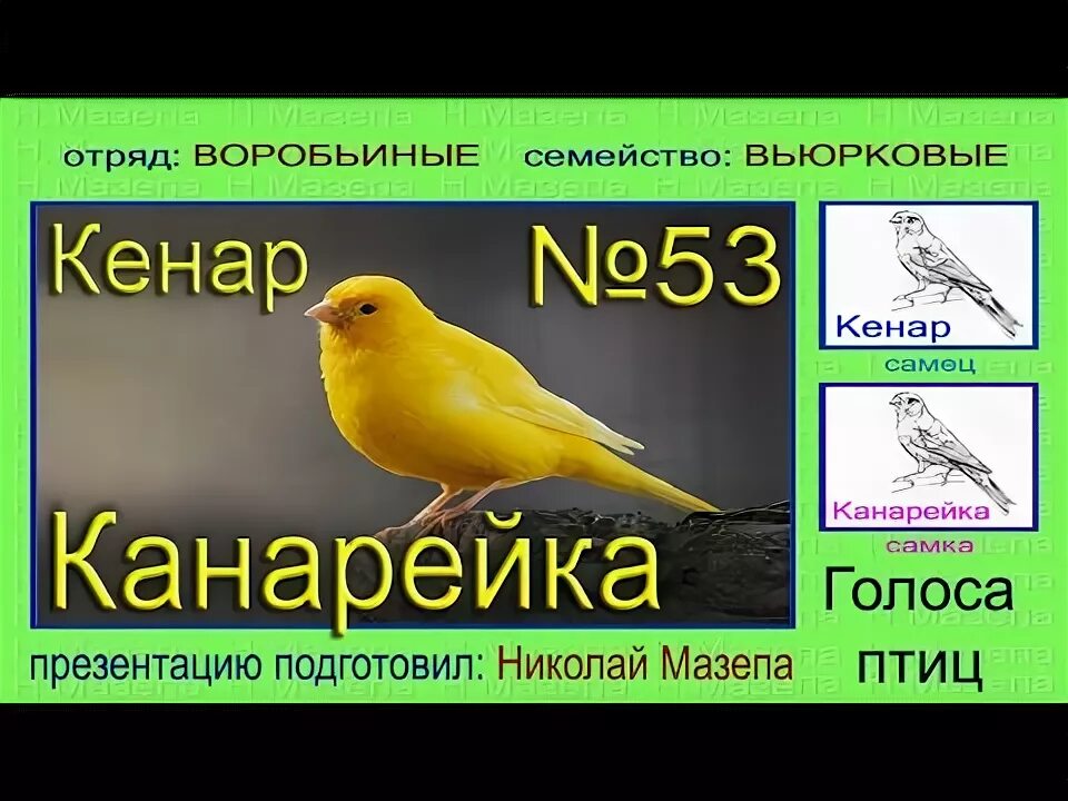 Канарейка самка. Канарейка сколько звуков. Канарейка сколько звуков. Канарейка сколько звуков. Певчие птицы канарейка.