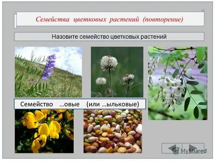 Семейства цветковых