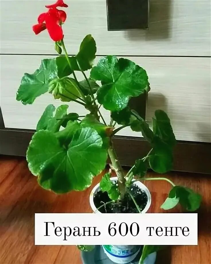 Герань тг