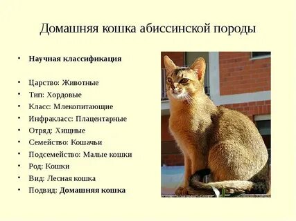 К какому отряду относят кошку