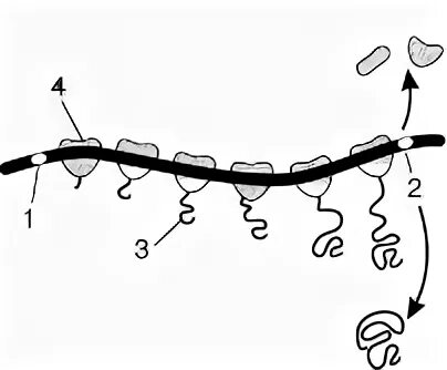 Ирнк впр биология. Схема процесса происходящего на ИРНК. На рисунке изображена схема процесса происходящего на ИРНК. Как называется процесс изображенный на рисунке ИРНК. Процесс работа полисомы на ИРНК.