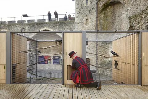 Ravens of the tower of london