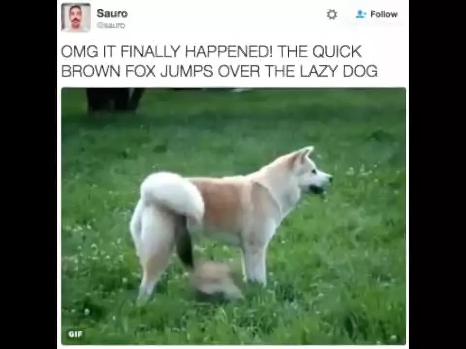 Fox jumps over the lazy dog. Lazy dog 2b. the lazy dog cafemanali. here is the easiest solution for lazy dogs. the dog and the fox are chasing each other until fox jumps on the dog, the dog’s next move shocked us all.