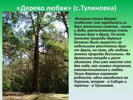 Дерево толкование