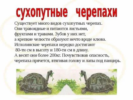 Развитие черепах