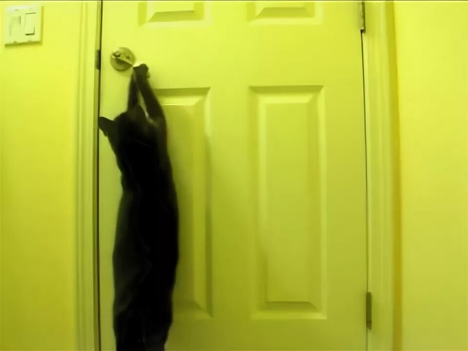 Кот царапает двери. Рыжий подранный кот. Защита стен от когтей кошки. Кот скребется в дверь. Кот подрал дверь.