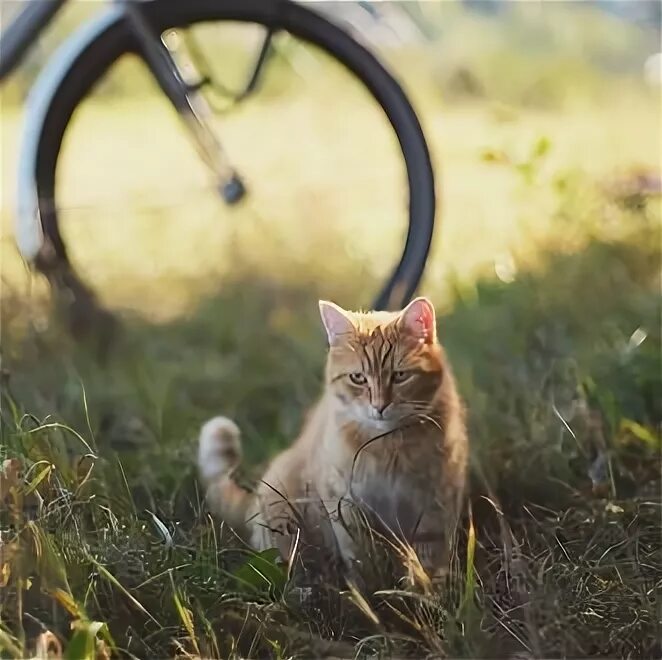 Животные на велосипеде. Котенок на велосипеде. Кошка на велосипеде картинки. Серая кошка с велосипедом и травой.