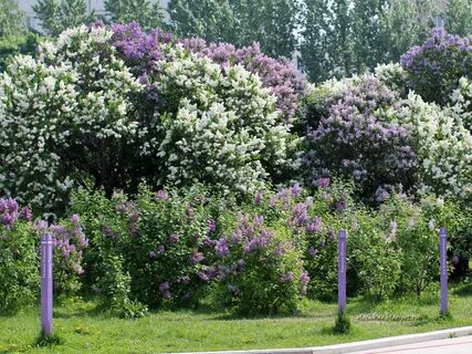 Сиреневый сад великий