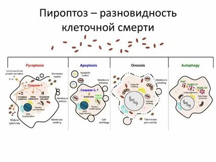 Варианты гибели клеток