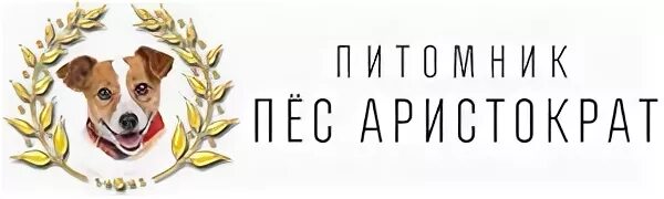 Аристократ собаки приморский край