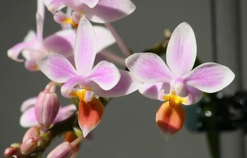 File:Phalaenopsis equestris Apari (7599199724).jpg - Wikimedia Commons