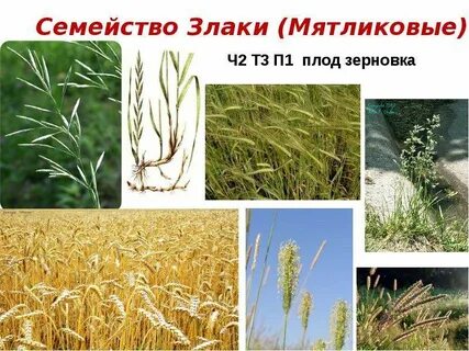 Представители семейства злаки мятликовые