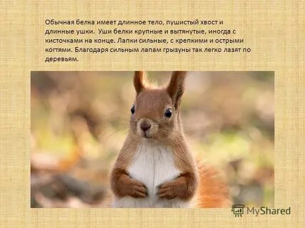 Белок не 4