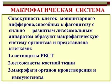 К макрофагам относятся