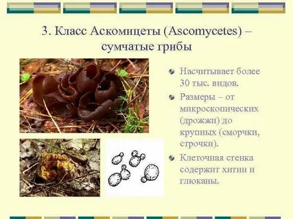 Аскомицеты представители