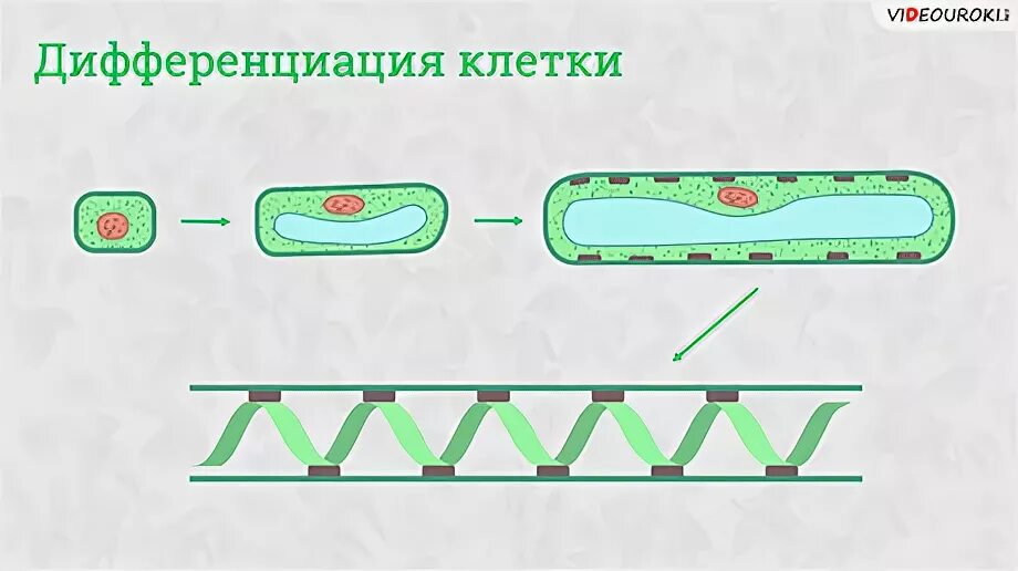 Дифференциация клеток