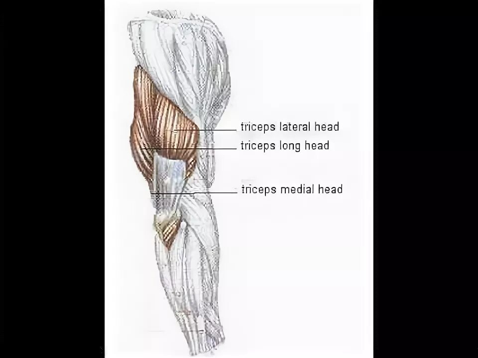 Трицепс какие головки. Трицепс какие головки. Длинная головка трицепса анатомия. Трицепс какие головки. Медиальная головка трицепса.