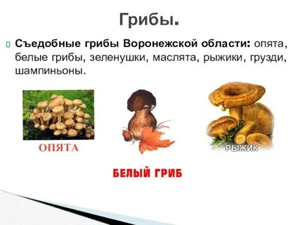 Грибы родного края