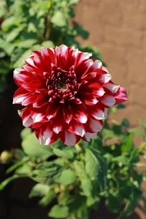 Dahlia bloom