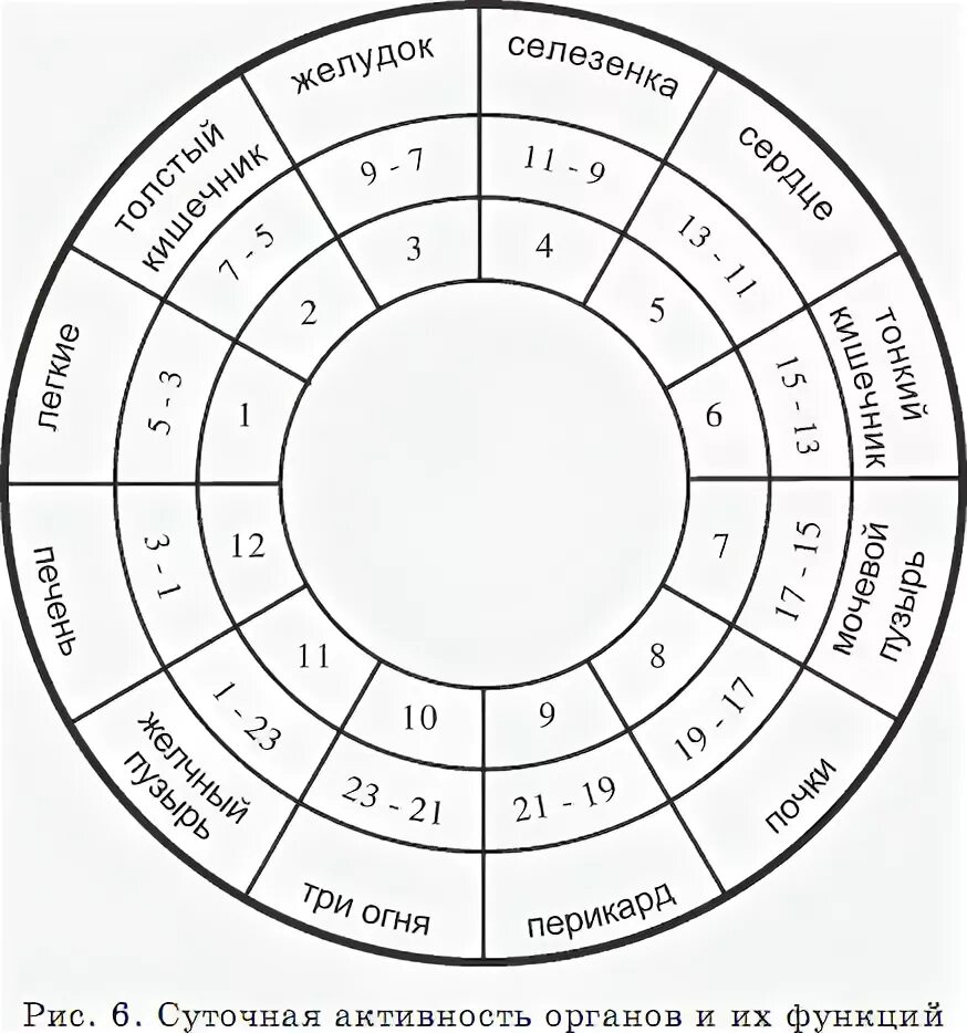 Суточные циклы органов человека. Ритмы внутренних органов человека. Биоритмы внутренних органов человека по часам. Активность меридианов человека по часам.