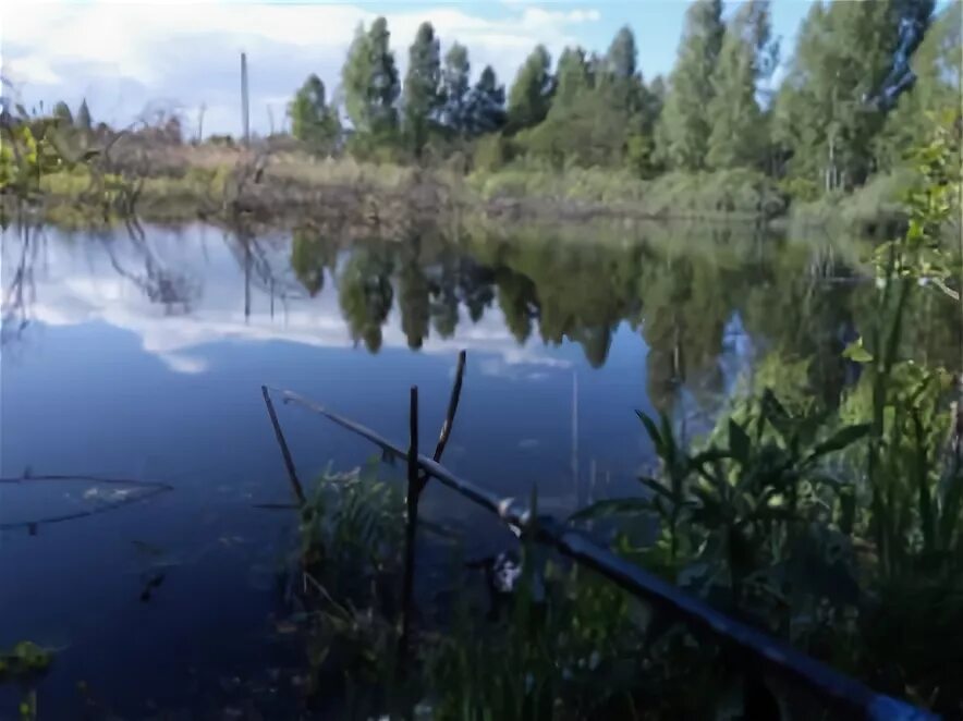 Медвежьи озера Щелковский район озеро рыбалка. Медвежьи озёра форель. Медвежье озеро  Думиничский р н. Озеро Бычье рыба. Озеро медвежье рыба