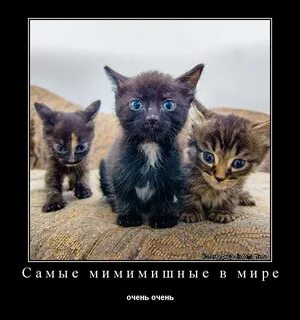 Говорят что в нашем мире очень