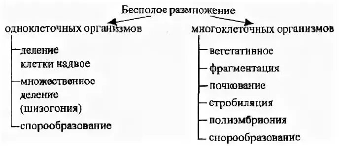 Типы размножения одноклеточных. Схему способов бесполого размножения организмов.. бесполое размножение одноклеточных и многоклеточных. бесполое размножение у одноклеточных и многоклеточных организмов. формы бесполого размножения у многоклеточных.