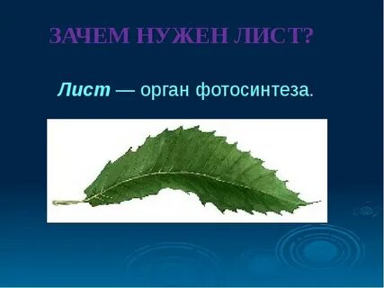Листа презентация 3 класс