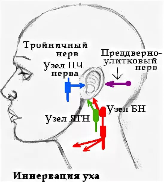 Почему дергает ухо. Невралгия тройничного нерва схема. Иннервация слухового прохода. Тройничный нерв на голове схема.