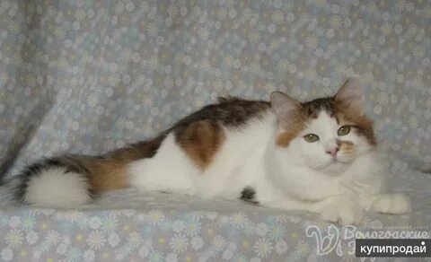 Кошка 6 букв