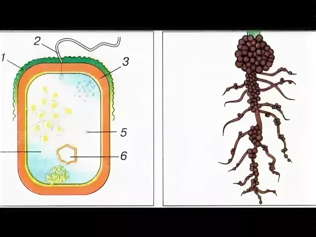 Бактерии выделяют метан. Строение бактериальной клетки макет. Бактериальная клетка макет 5 класс. Метанообразующие бактерии строение. Макет бактерии.