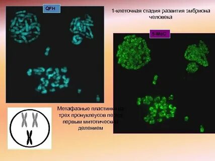 Клеточная стадия