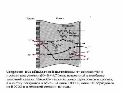 Главные и обкладочные клетки