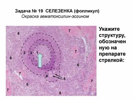 Средства селезенка