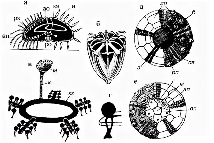 Внутреннее строение ежа. Аристотелев фонарь морских ежей. Аристотелев фонарь морских ежей строение. Морской еж Аристотелев фонарь ЕГЭ. Морской еж строение внутреннее.