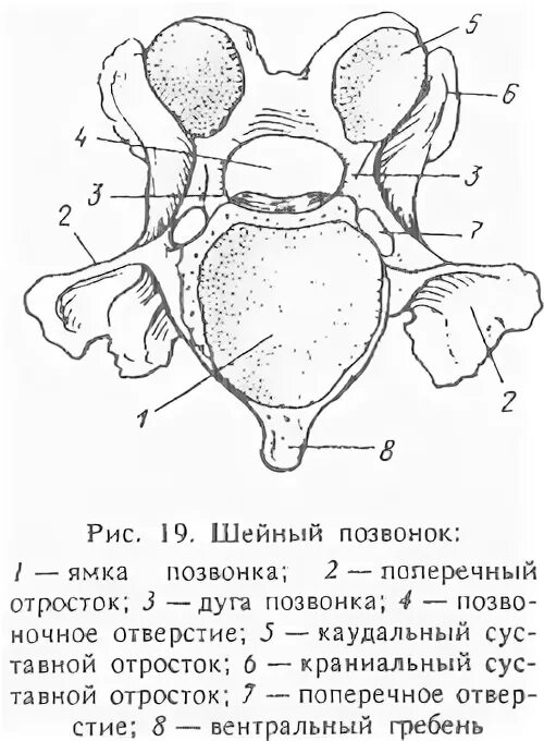 Эпистрофей позвонок лошади. Вентральный гребень. Грудной позвонок строение анатомия животных. Атлант позвонок коровы. Атлант шейный позвонок крс.