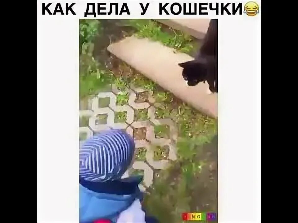 Видео как у кошечки дела она. Видео как у кошечки дела она. Видео как у кошечки дела она. Спроси как у кошечки дела видео. Как дела у кошечки видео.