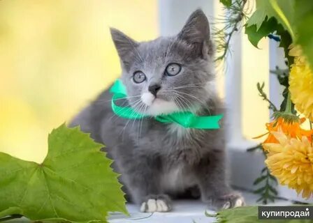 Котенок в добрые руки в гатчине