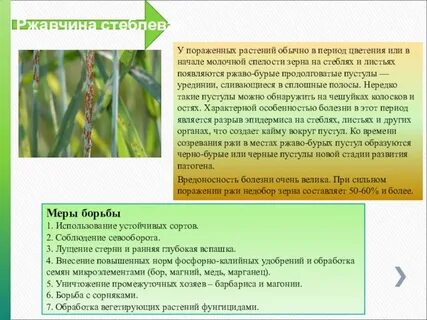 Информация о грибковых заболеваниях культурных растений