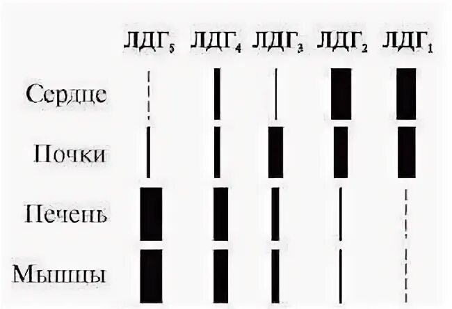 Лдг значение. Лдг фракции. фракции лактатдегидрогеназы. лдг строение. лдг сердечная фракция.