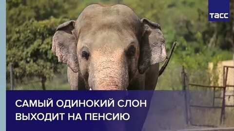 Слон выходит