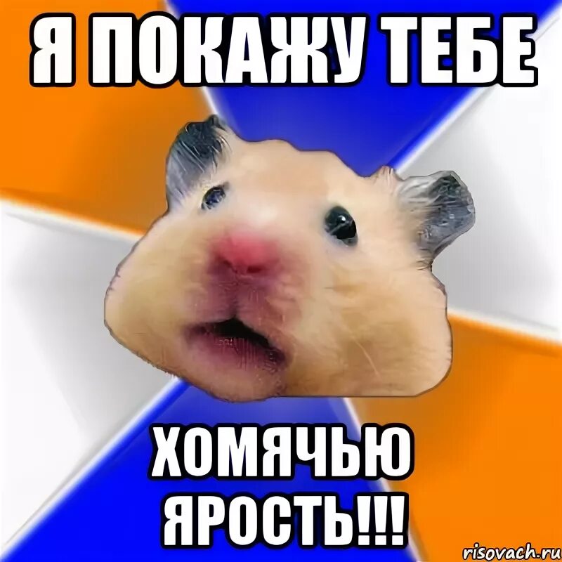 Хомяк санек. Злобный хомяк. злой хомячок. злой хомячок мем. хомячки мемы.