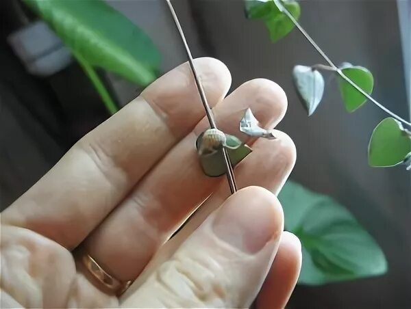 Церопегия как размножать