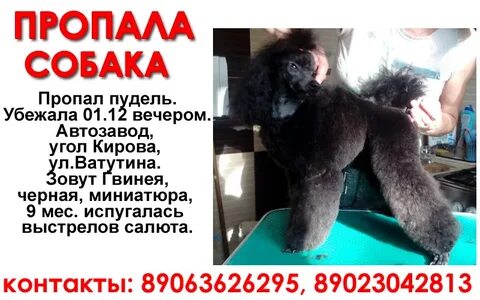 Объявление пудель